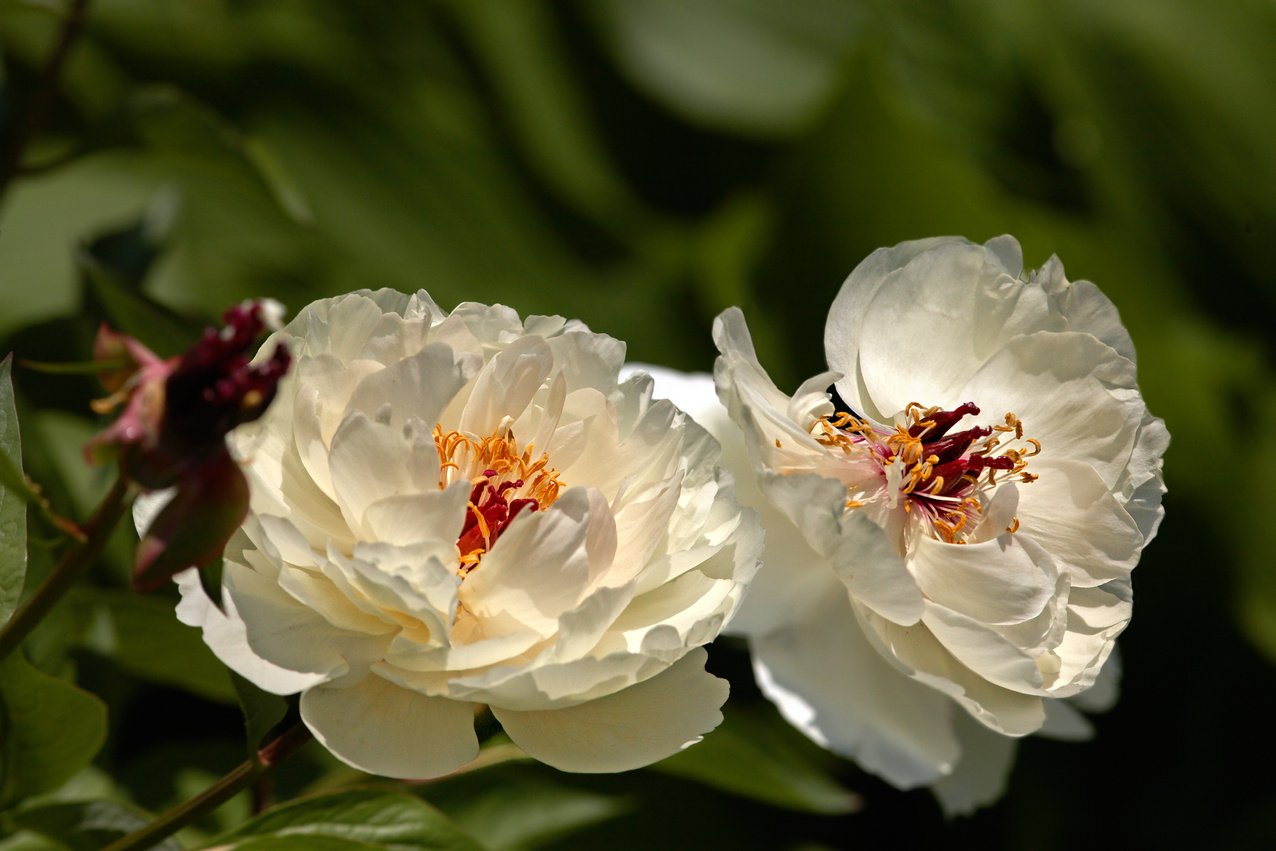 White peony