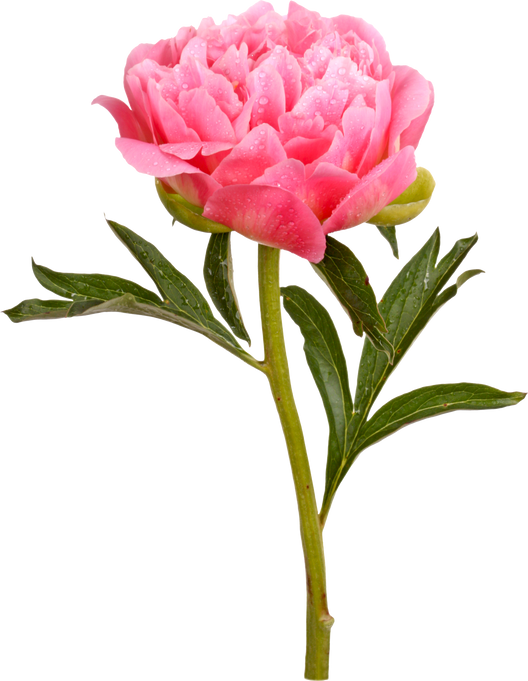 Pink Peony Flower