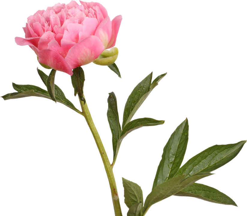 Pink Peony Flower and Stem