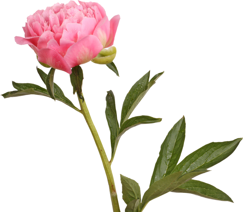 Pink Peony Flower and Stem